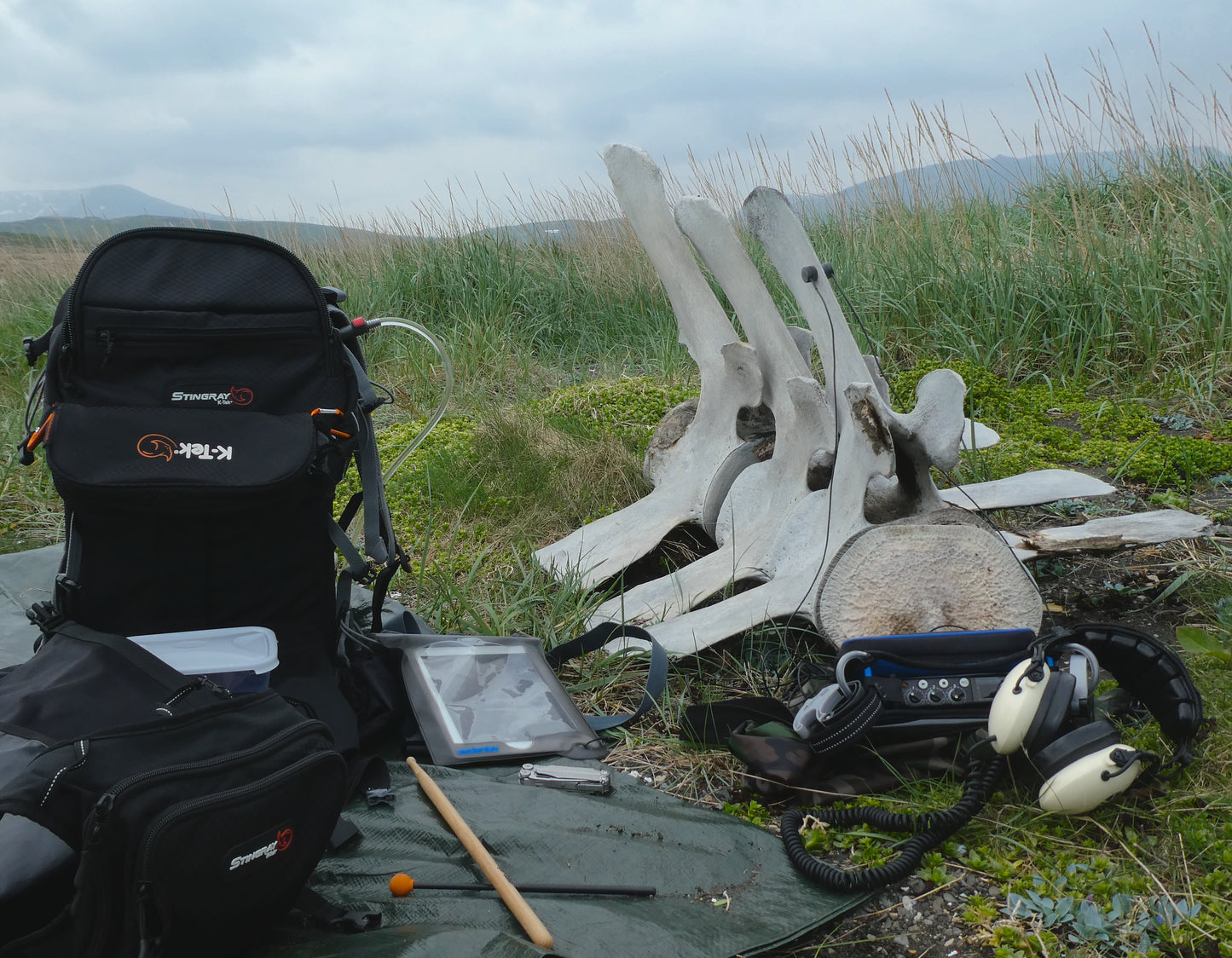 Whale Bone Percussion