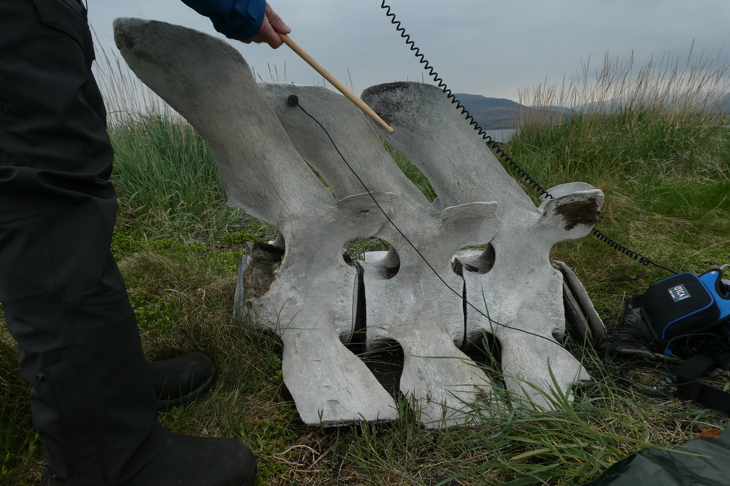 Whale Bone Percussion