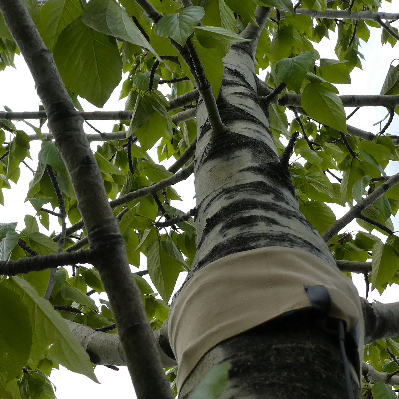 Trees In Motion: Medium Tall Leafy Aspens 01