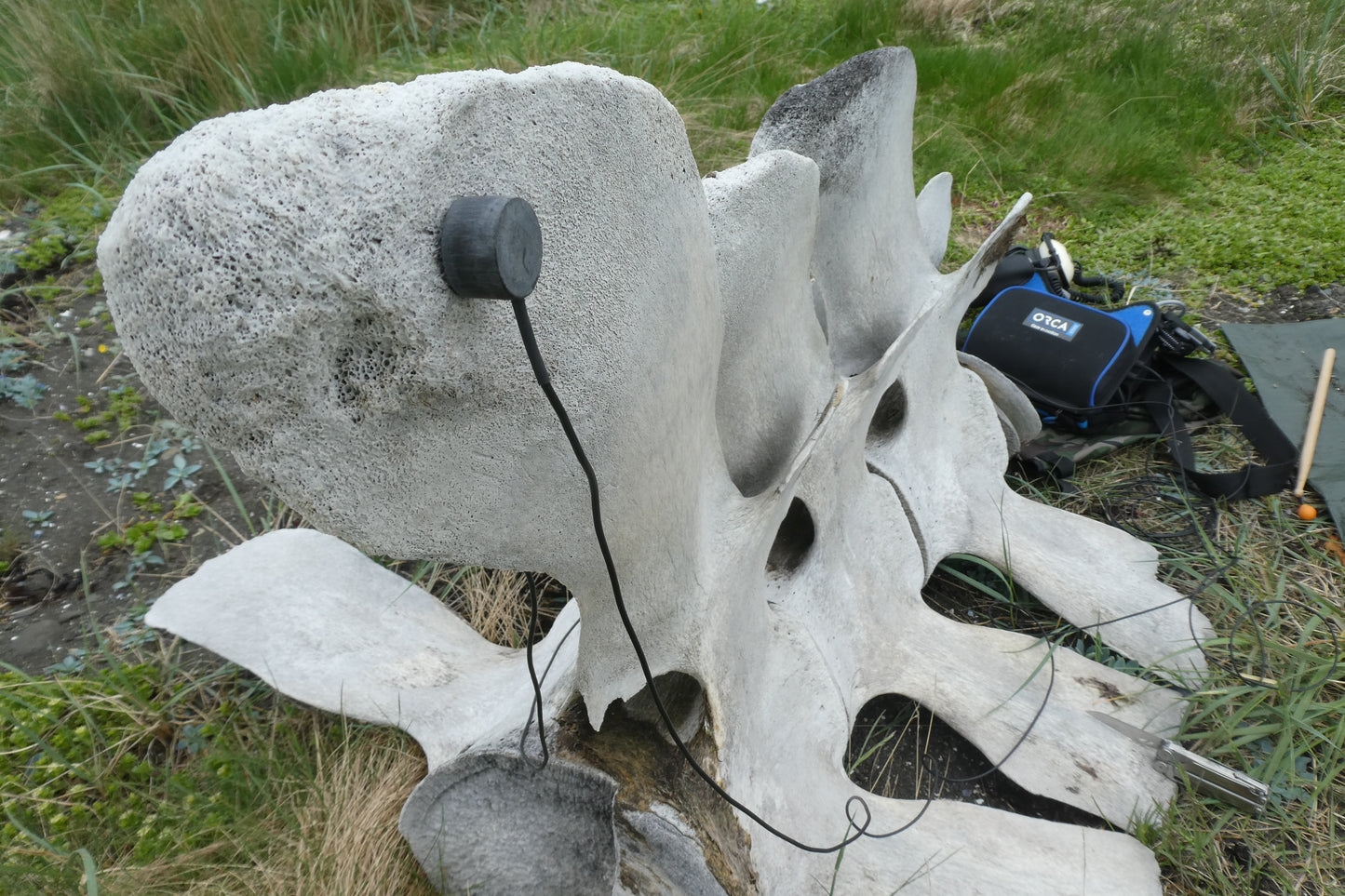 Whale Bone Percussion