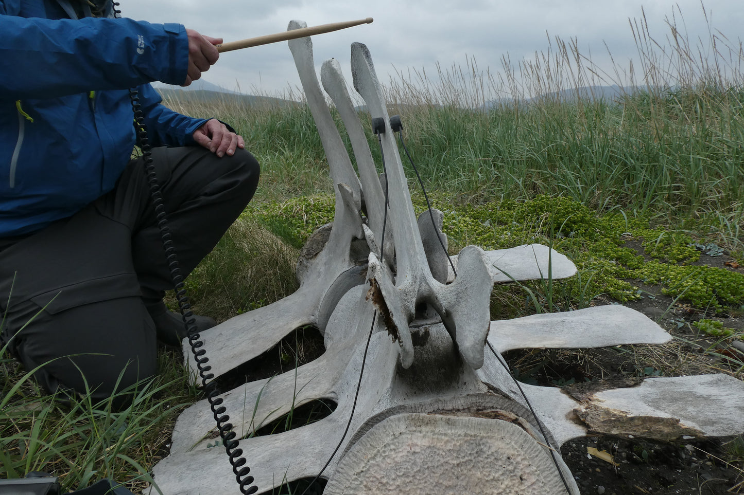 Whale Bone Percussion
