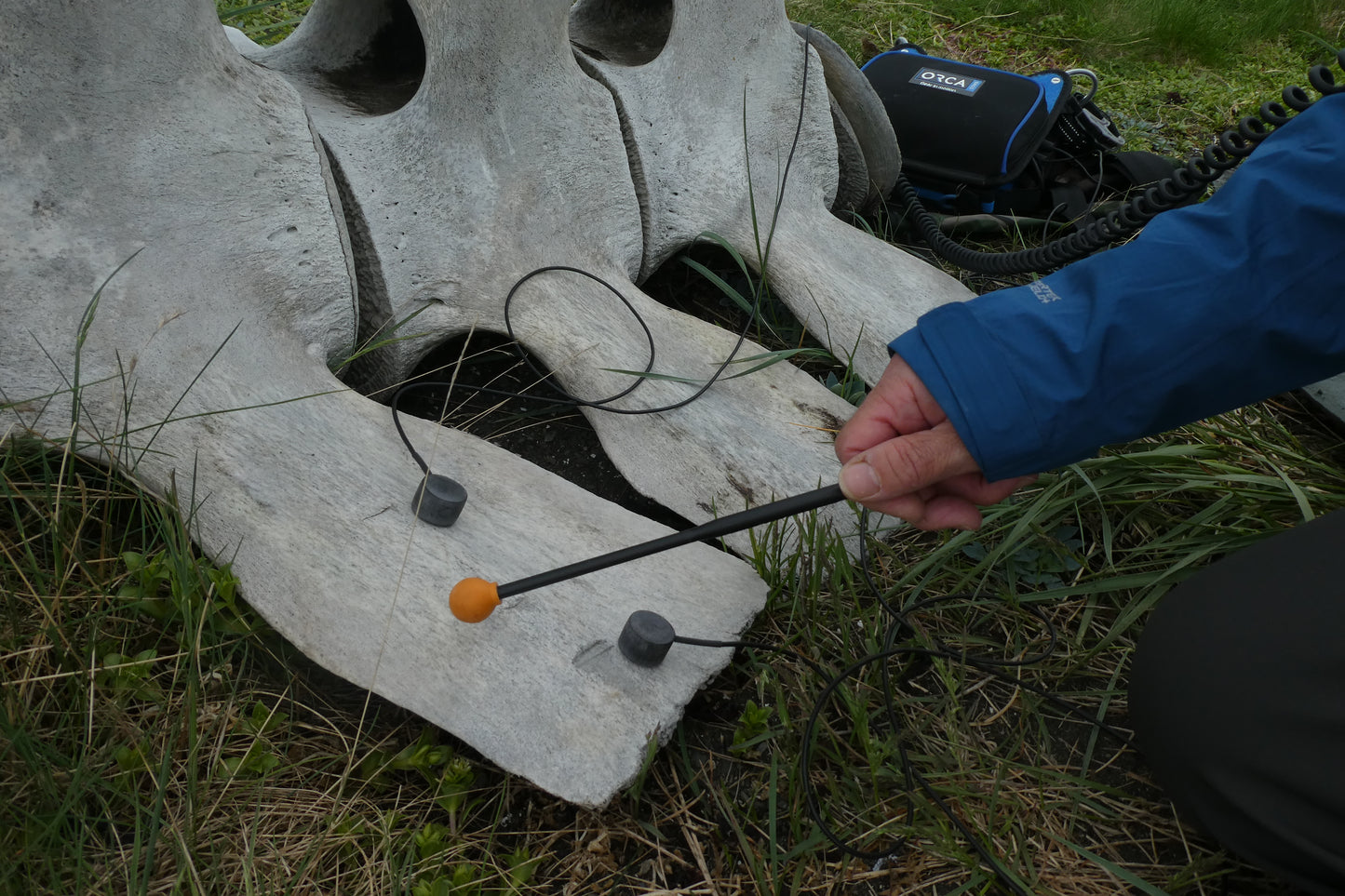 Whale Bone Percussion