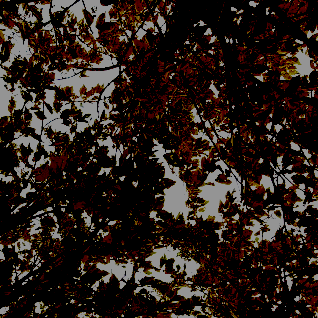 Trees In Motion Bundle