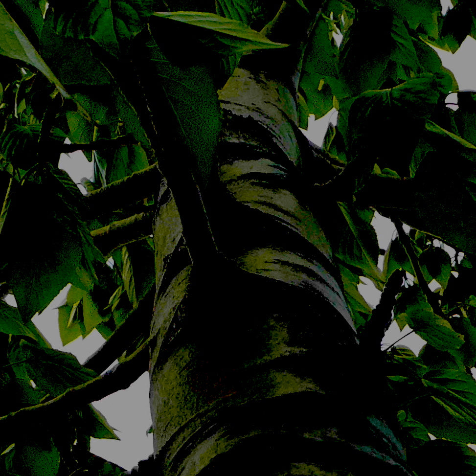 Trees In Motion Bundle