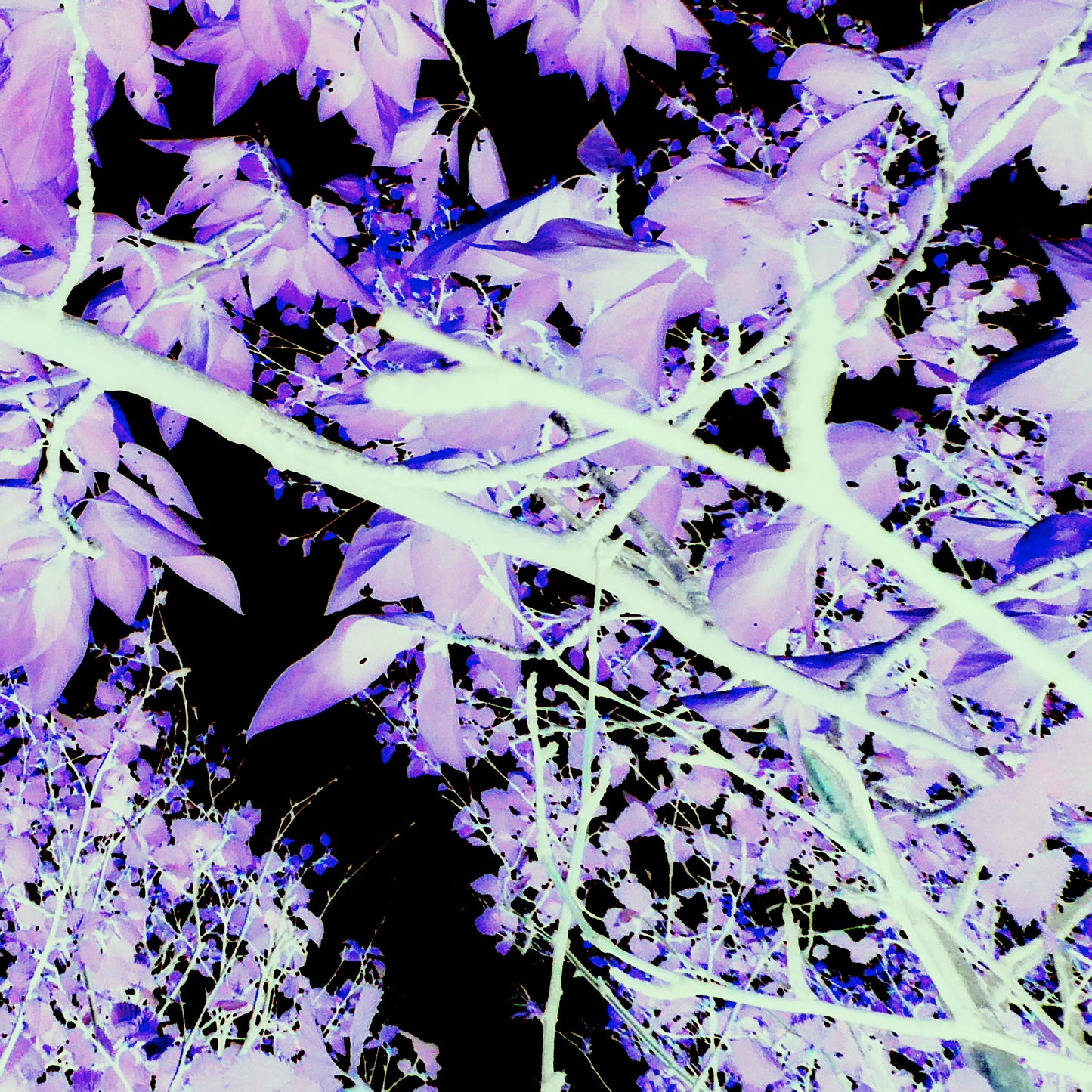 Trees In Motion Bundle