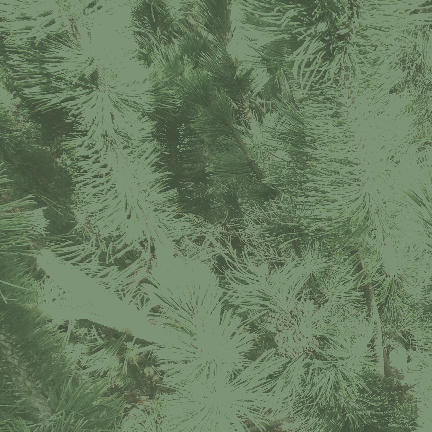 Trees In Motion Bundle