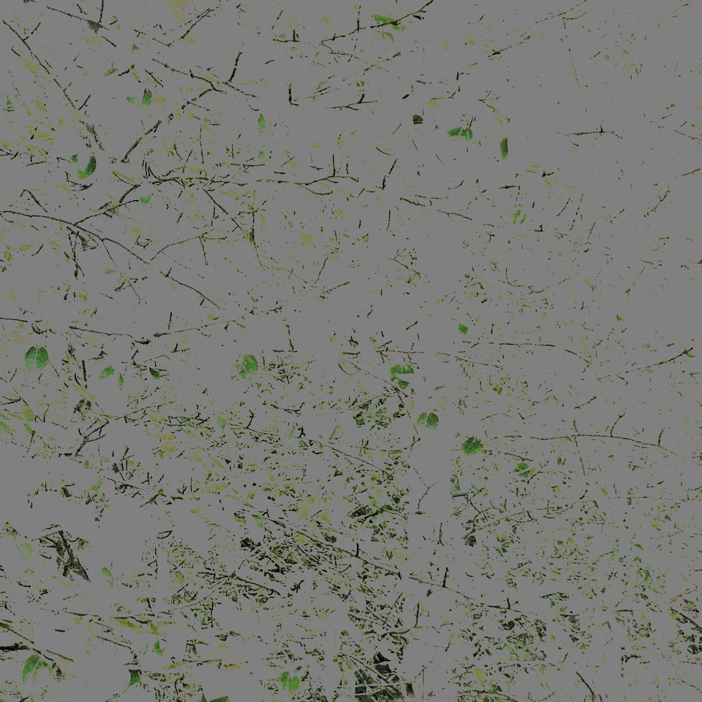 Trees In Motion Bundle