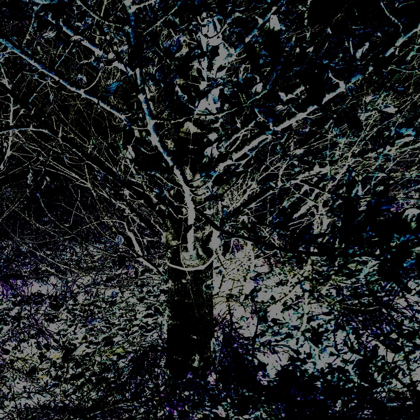 Trees In Motion Bundle