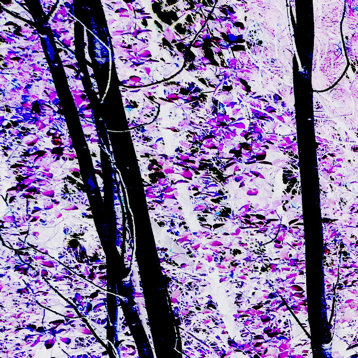 Trees In Motion Bundle