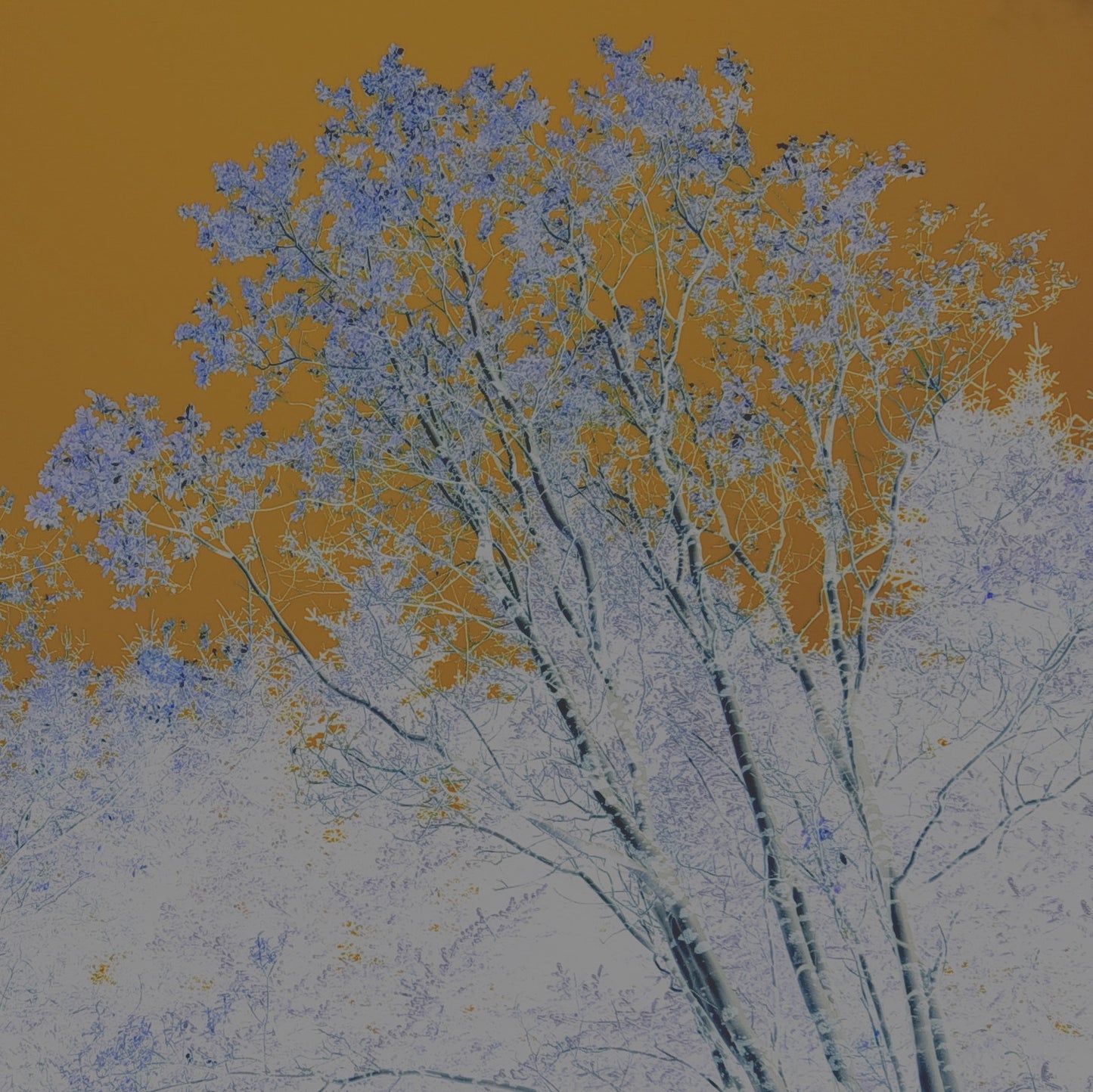 Trees In Motion Bundle