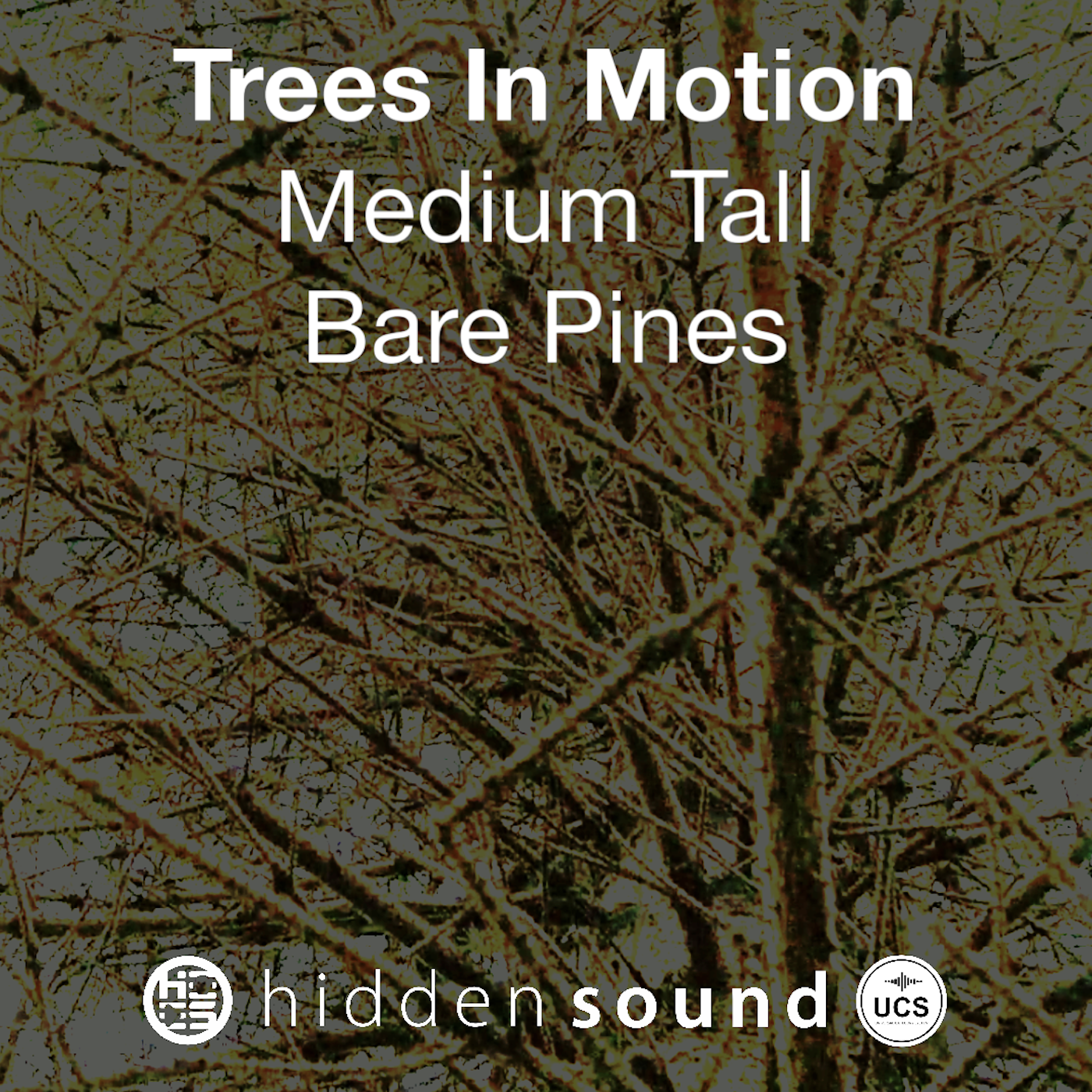 Trees In Motion: Medium Tall Bare Pines