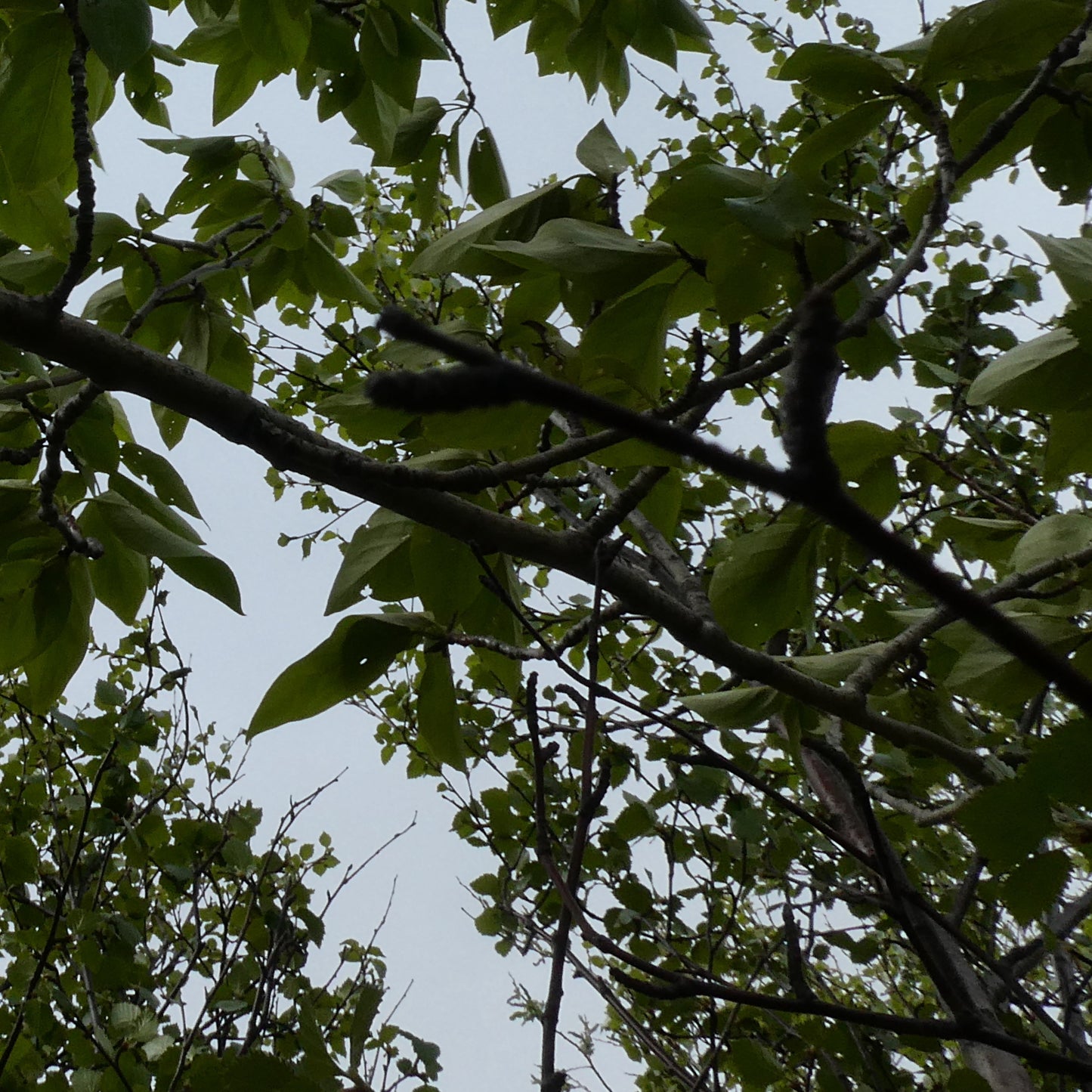 Trees In Motion: Medium Tall Leafy Aspens 02
