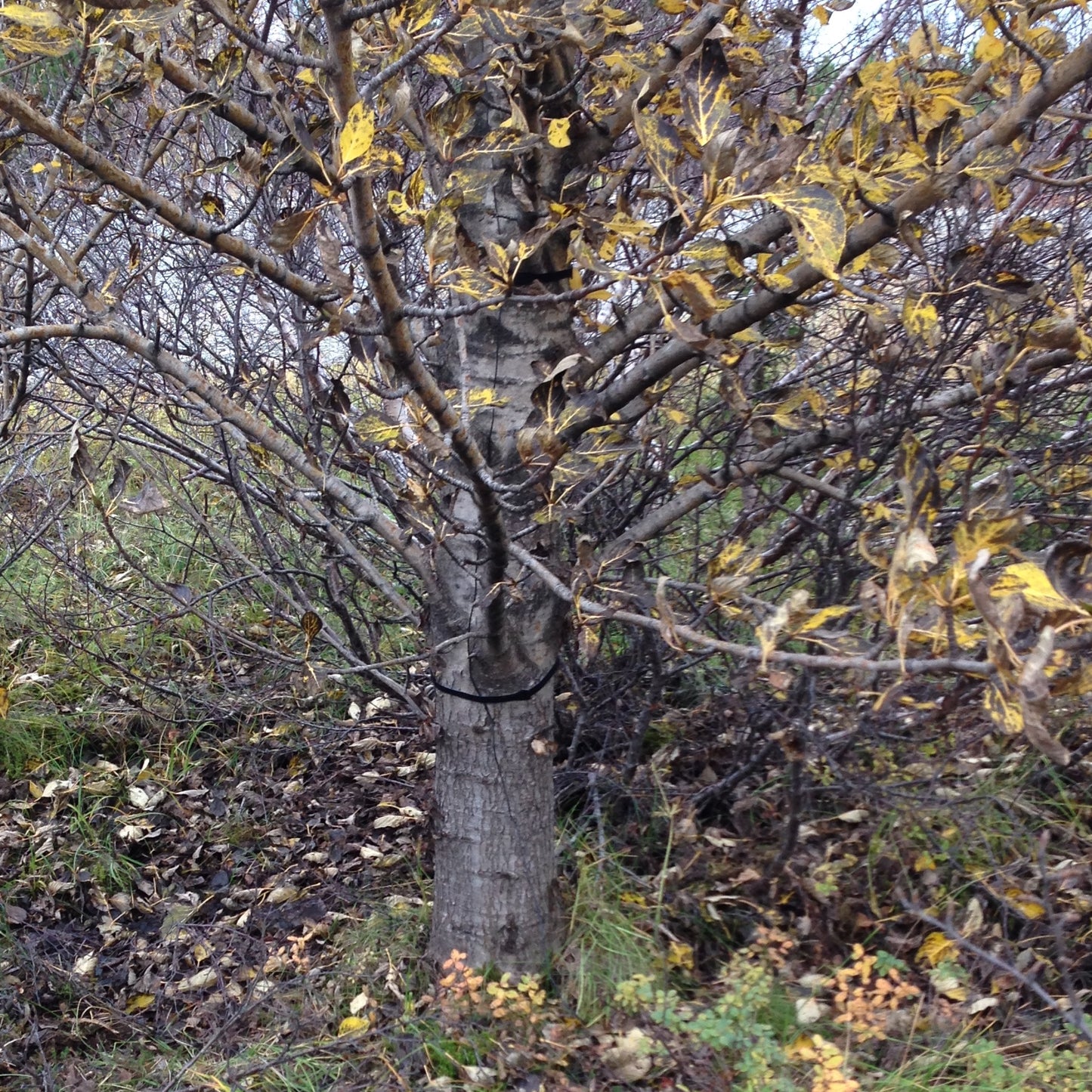 Trees In Motion: Short Leafy Aspens 02