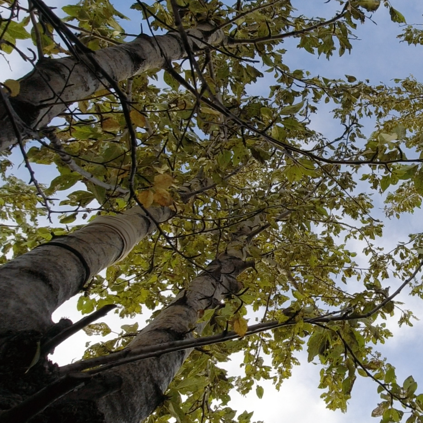 Trees In Motion: Tall Leafy Aspens 01