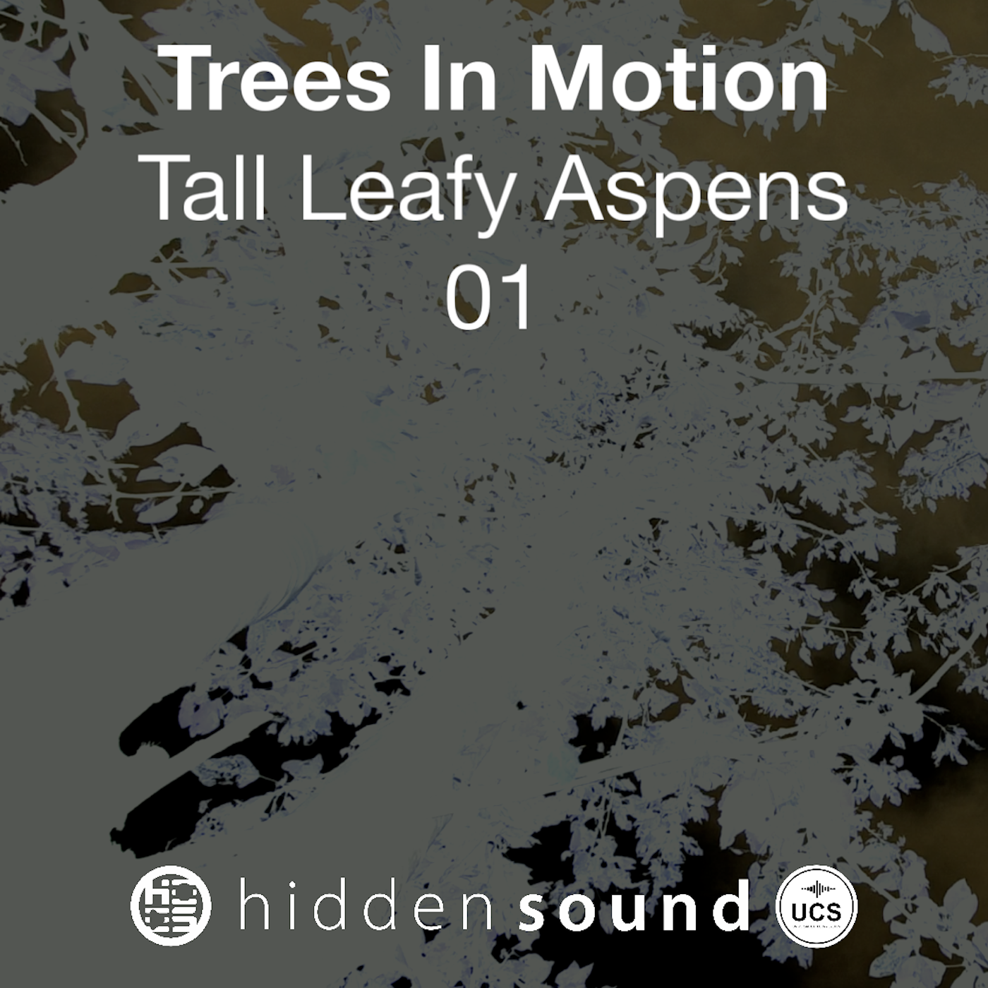 Trees In Motion: Tall Leafy Aspens 01