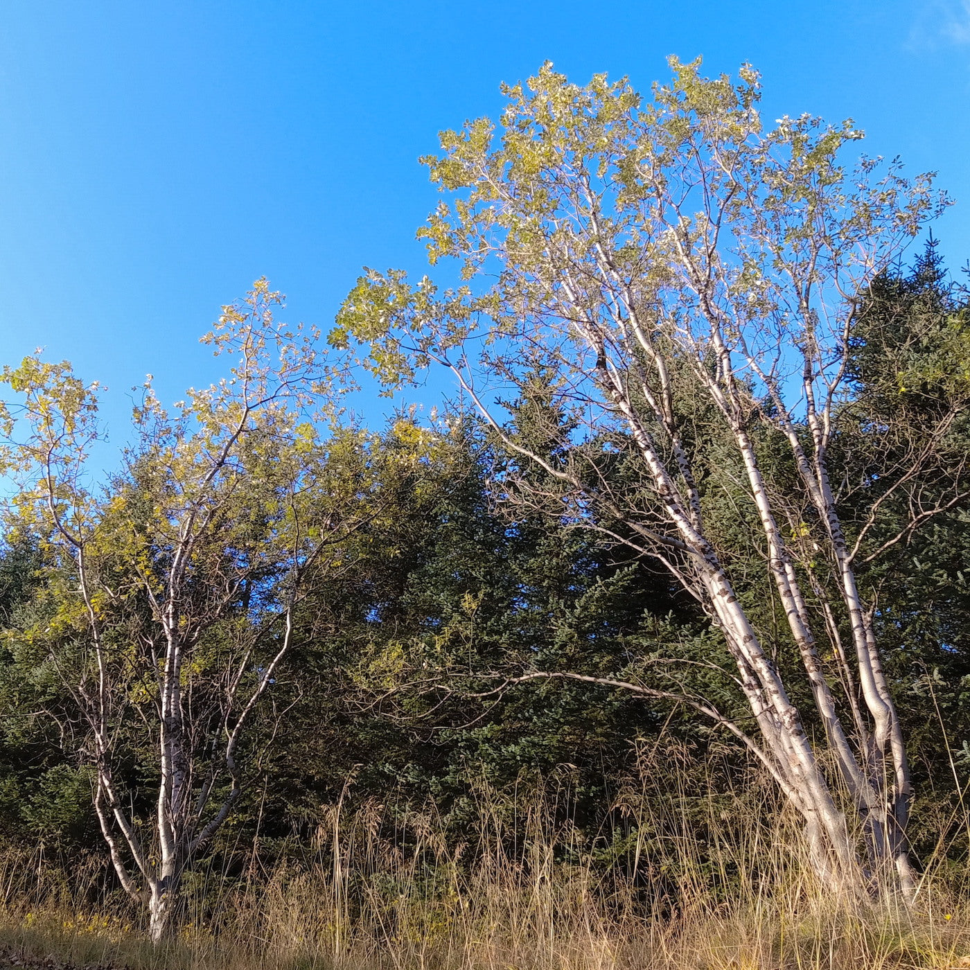 Trees In Motion: Tall Leafy Birch