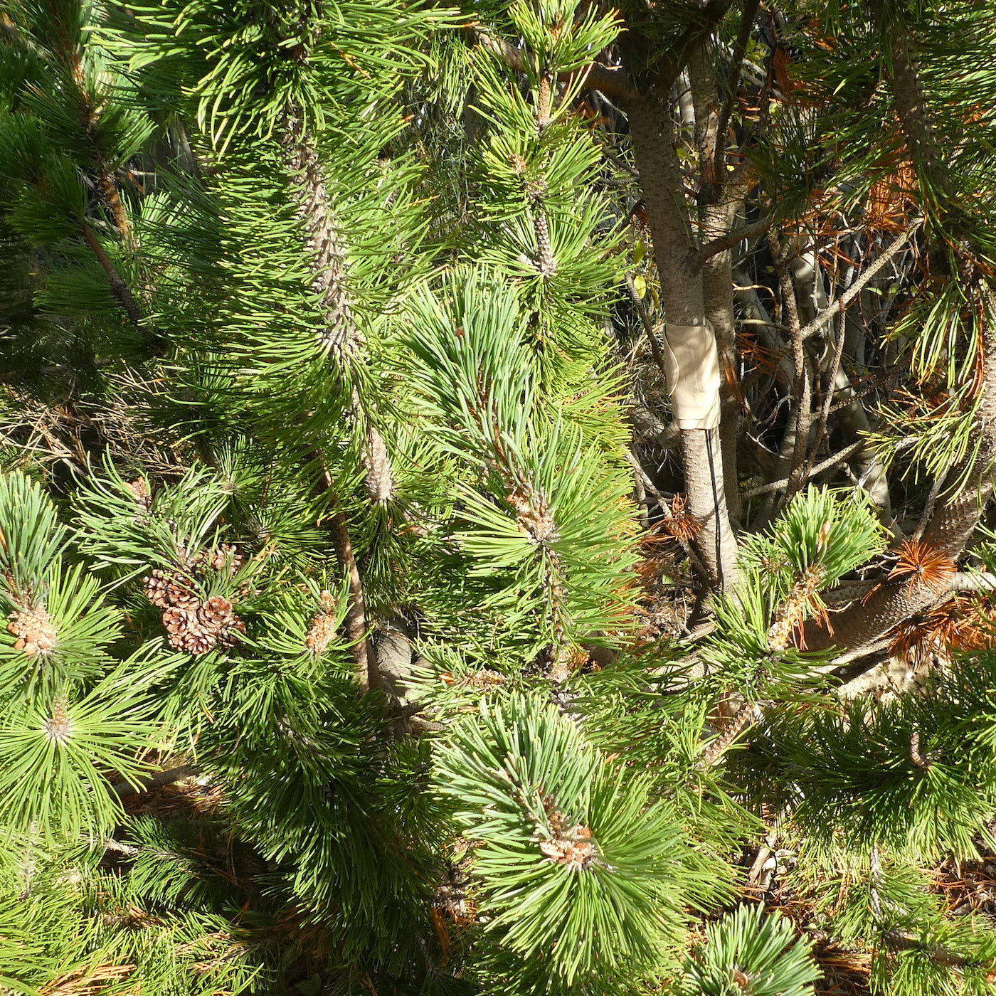 Trees In Motion: Short Bushy Pines