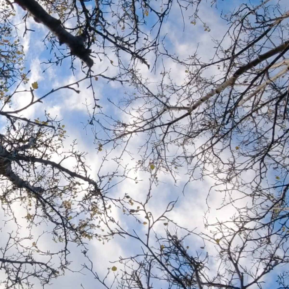 Trees In Motion: Medium Tall Bare Birches