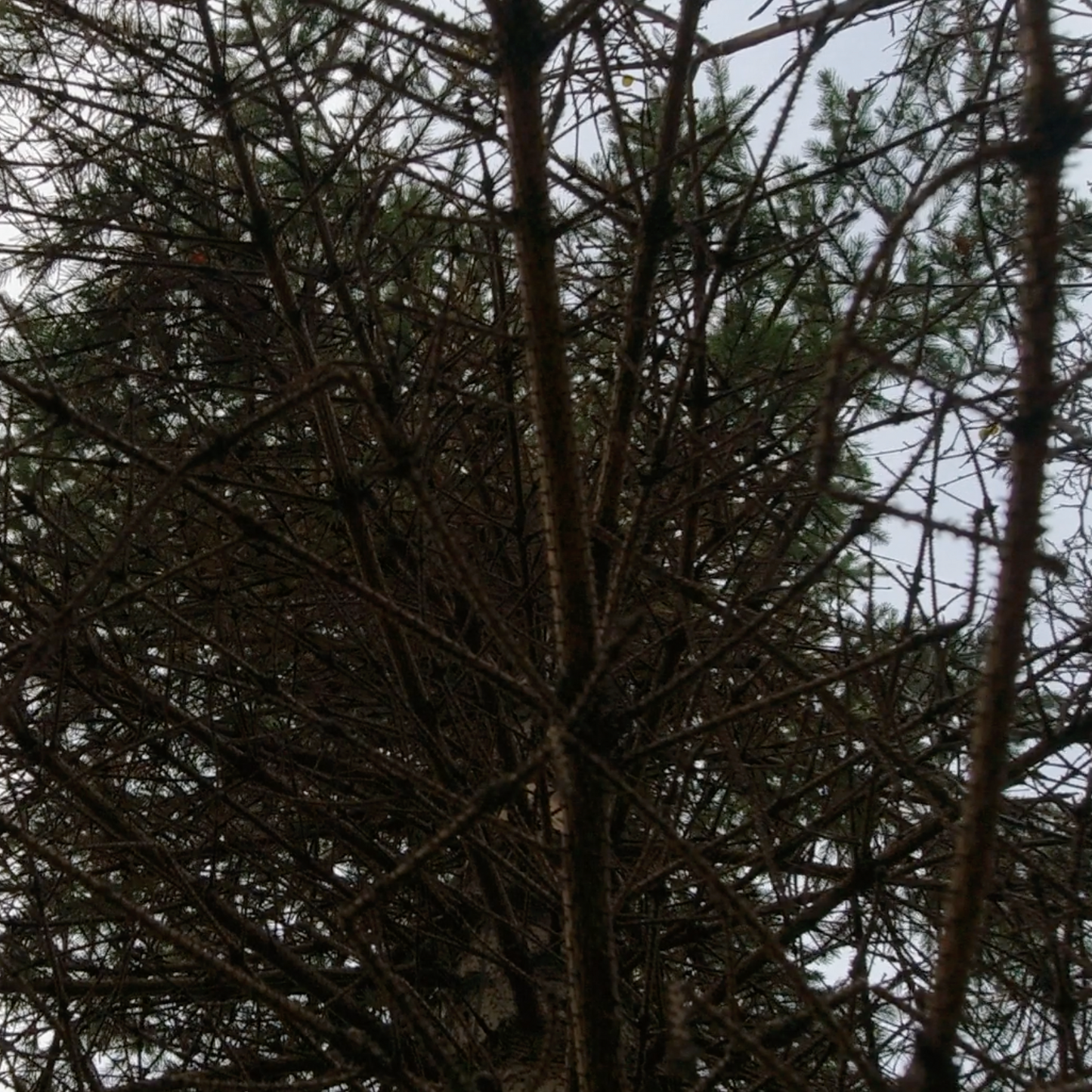 Trees In Motion: Medium Tall Bare Pines