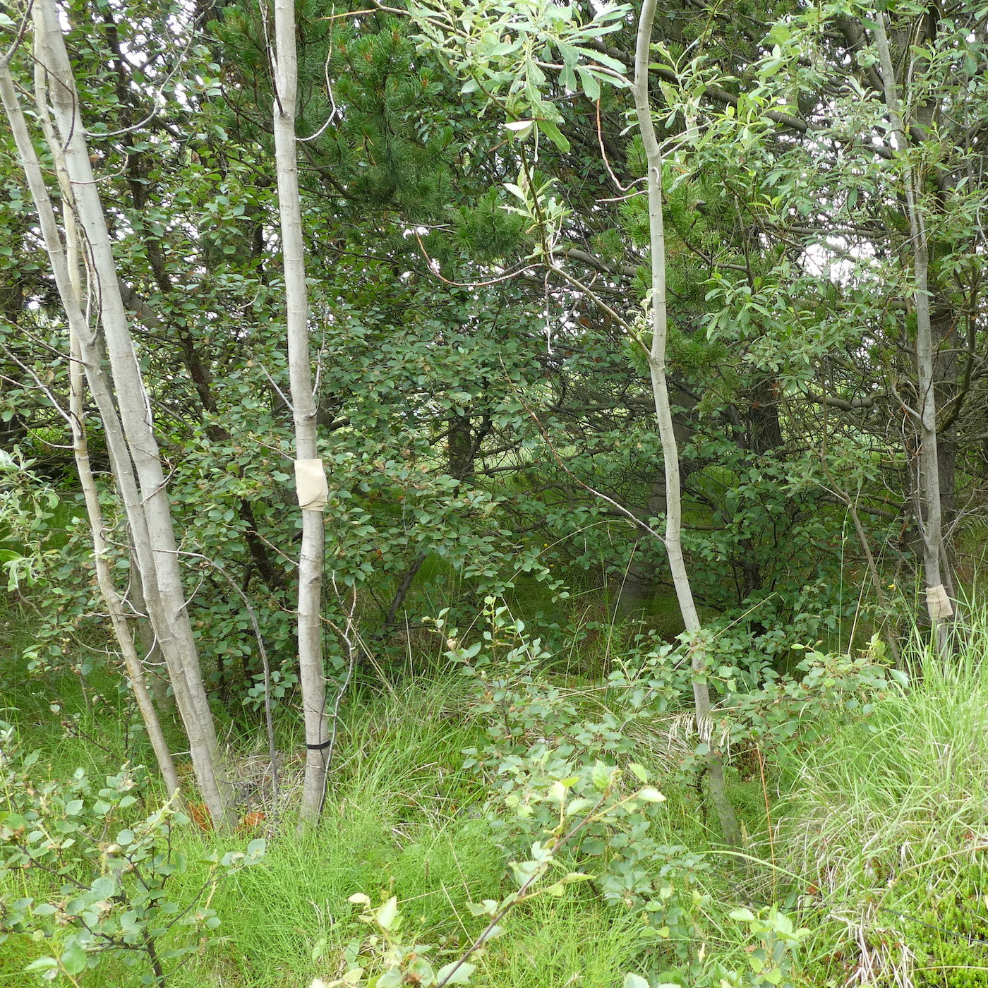 Trees In Motion: Small Thin Leafy Willows