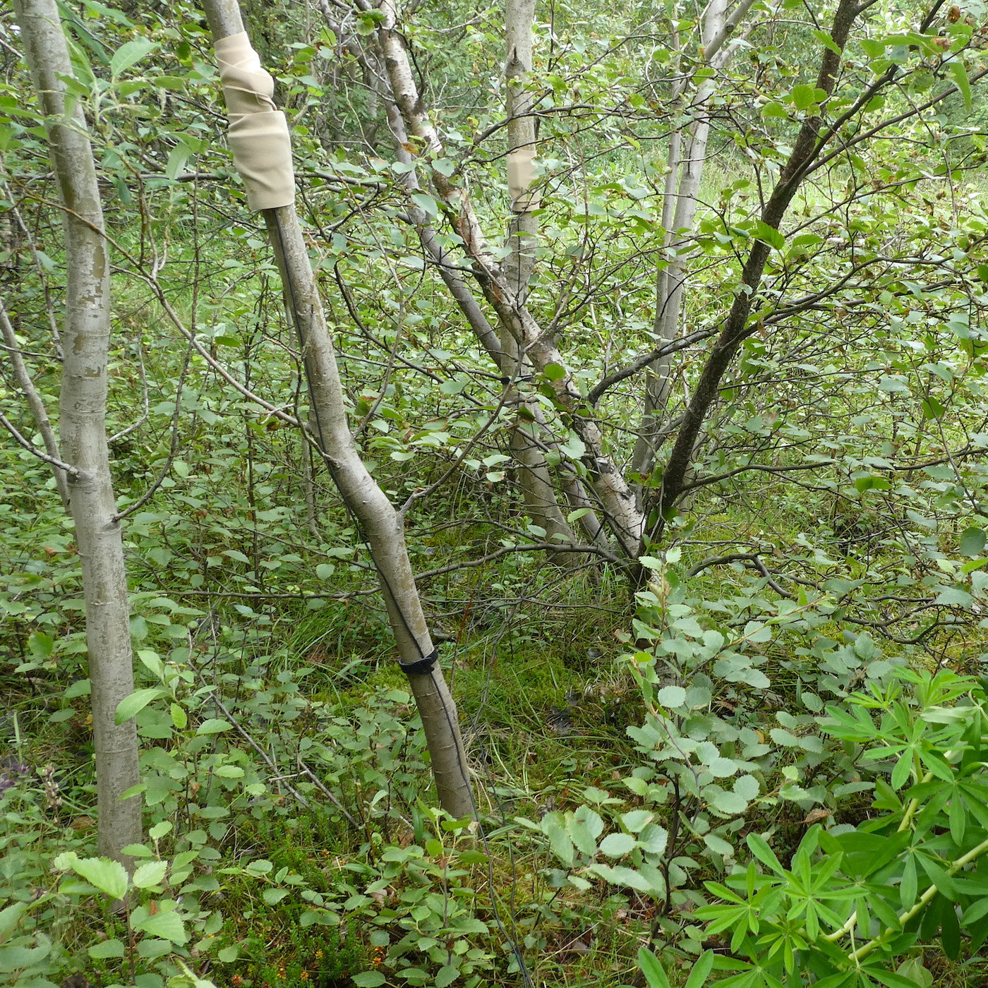 Trees In Motion: Small Thin Leafy Willows