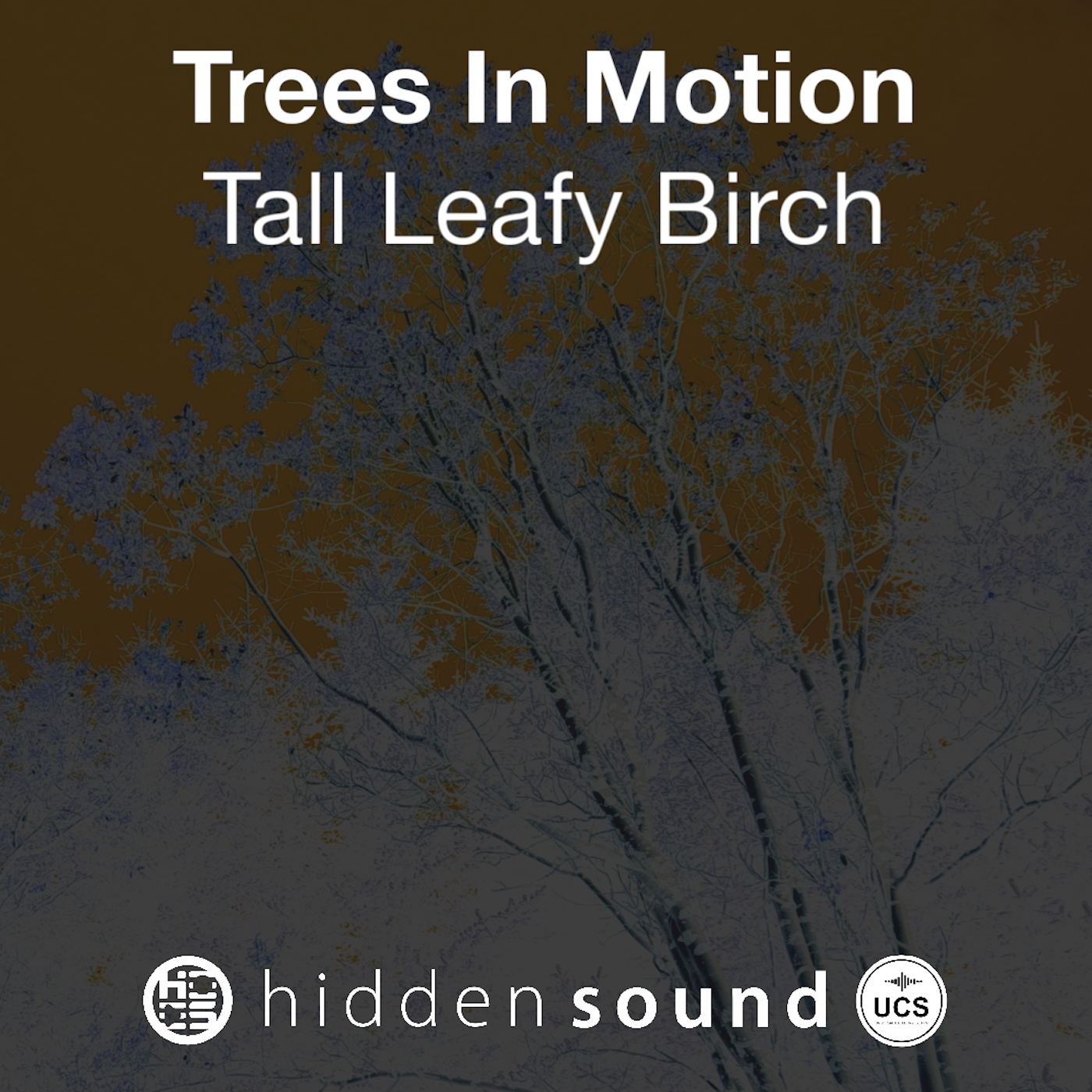 Trees In Motion: Tall Leafy Birch